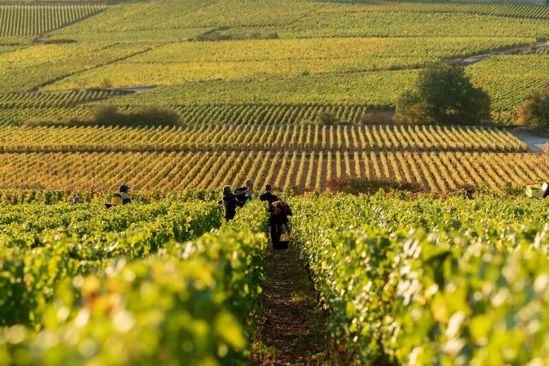 Domaine Protheau