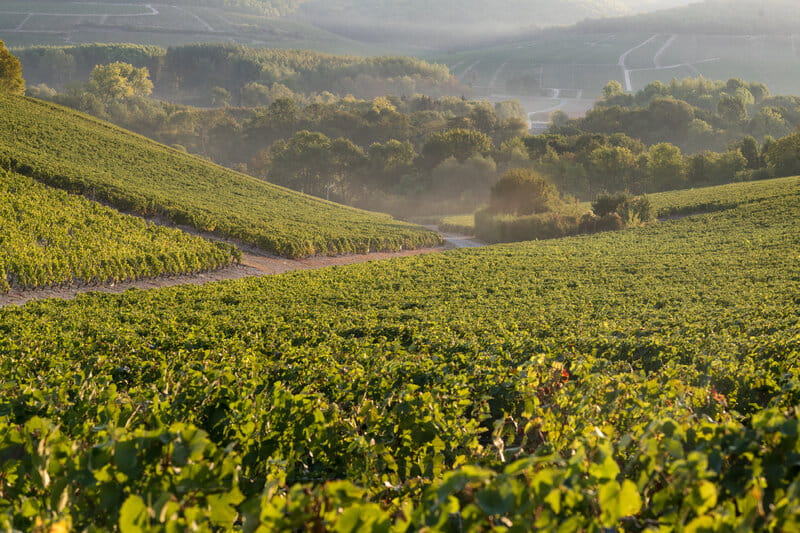 Domaine Michaut